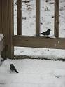 2008-12-07_First_Snow 080